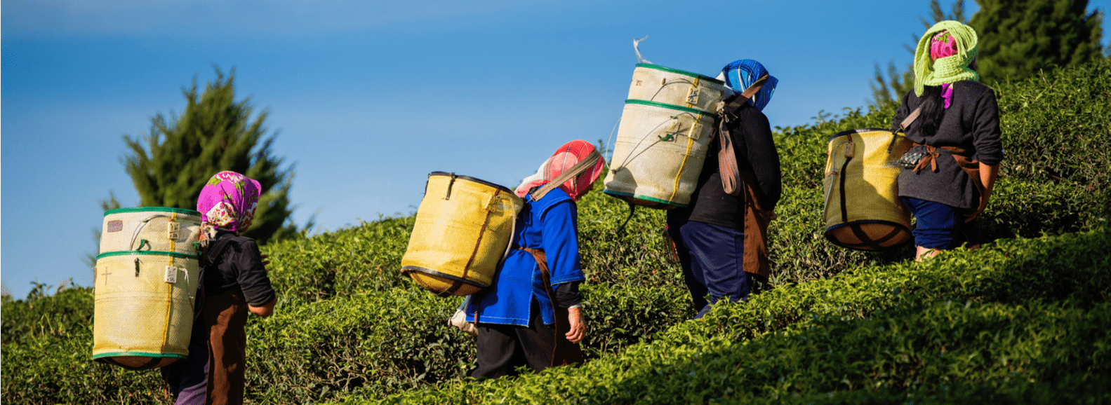 Farmers harvesting tea leaves in Jorhat tea fields